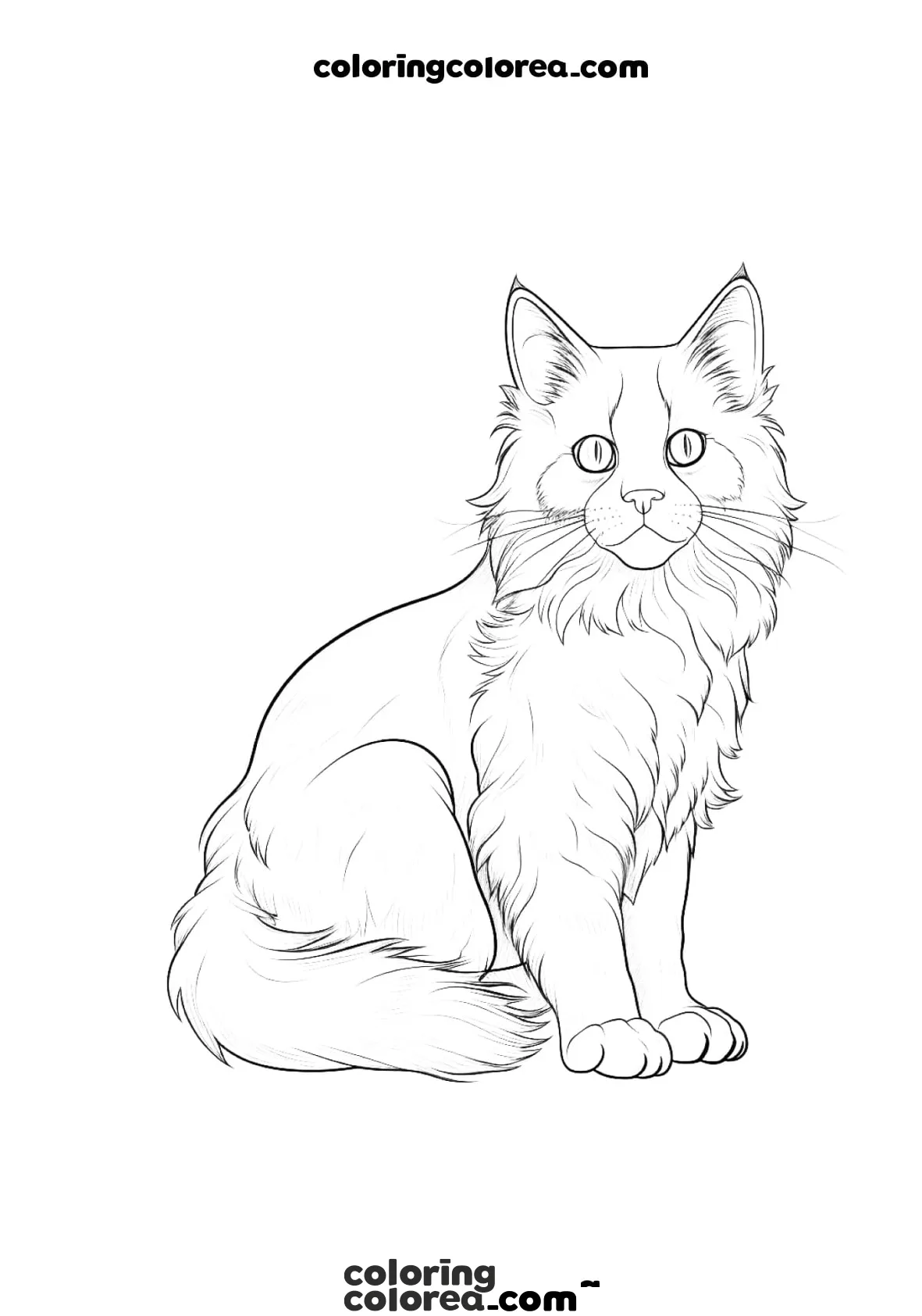 Dibujo para colorear de un gato de raza Maine Coon