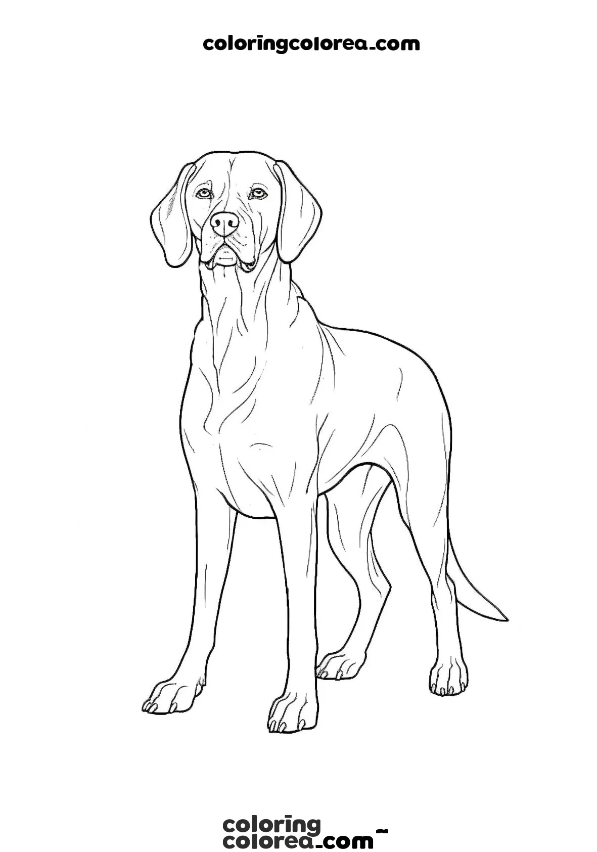 Perro Vizsla, perro de caza