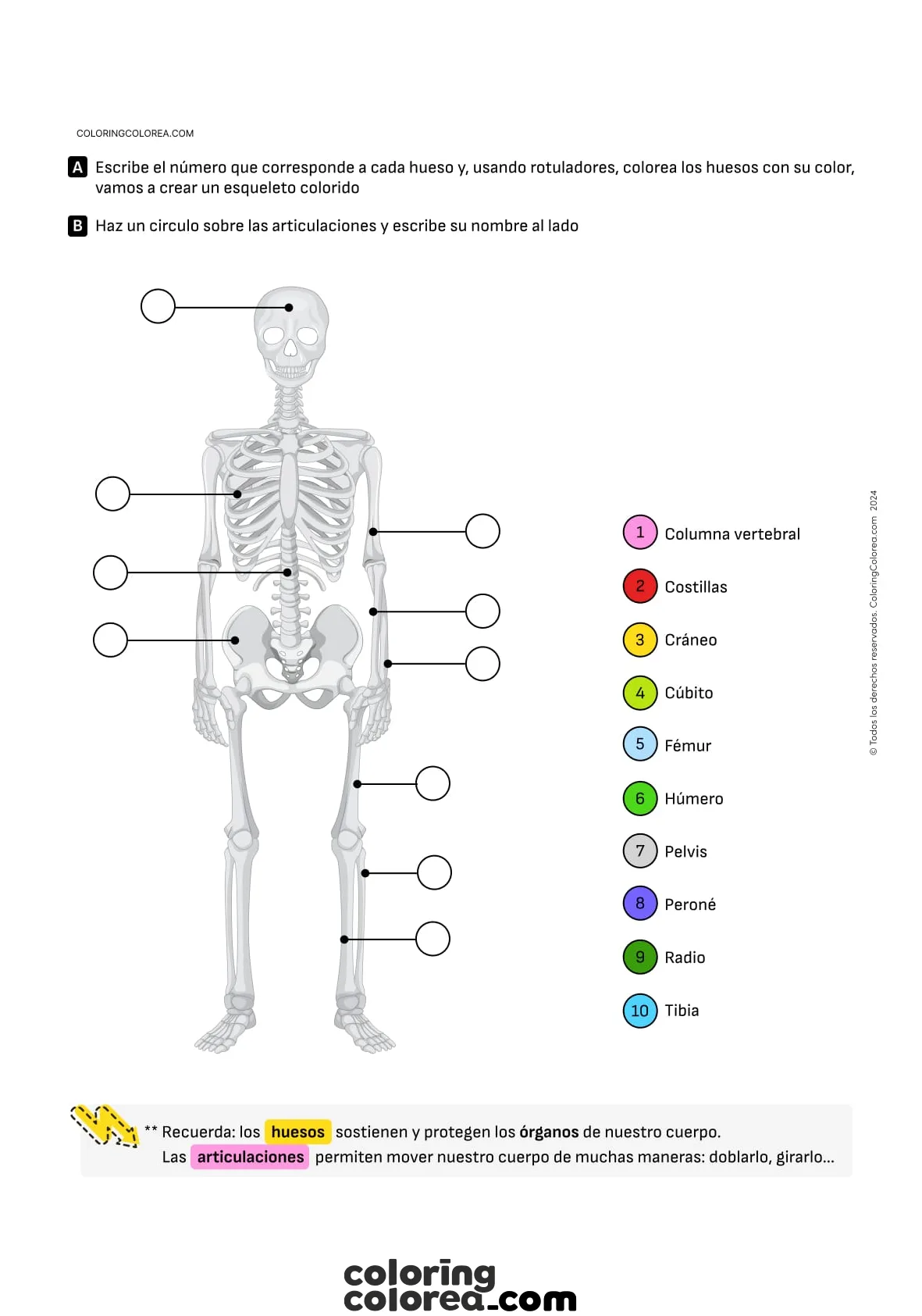 Ficha de Conocimiento del Medio para trabajar el esqueleto: huesos y articulaciones. 6-8 años