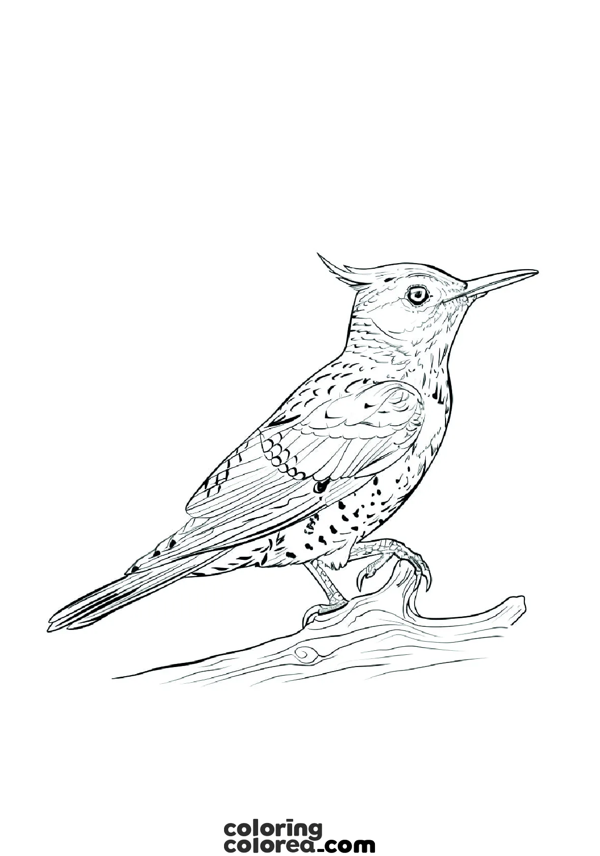 Dibujo para colorear gratis de un pájaro carpintero