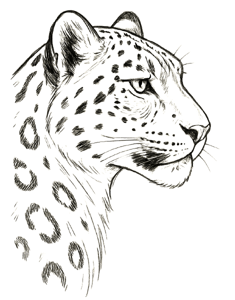 Dibujo para colorear de un leopardo de perfil